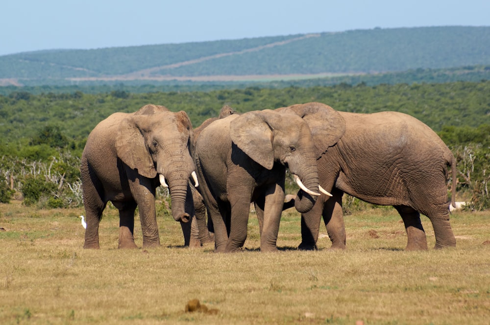 a herd of elephants standing on top of a grass covered field