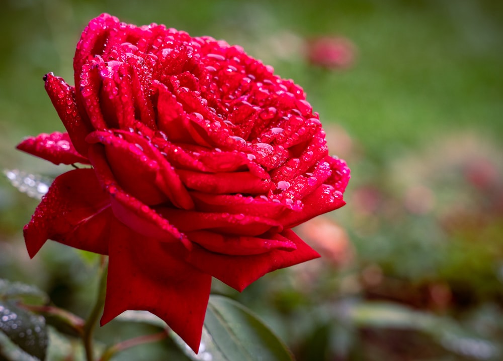 a red flower with water droplets on it