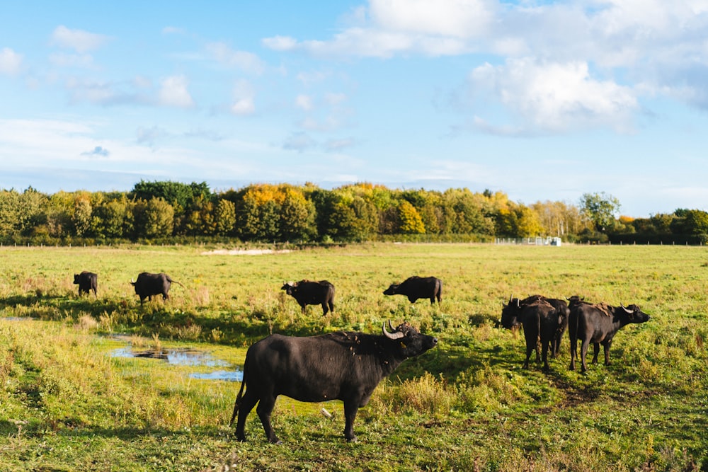 a herd of cattle grazing on a lush green field