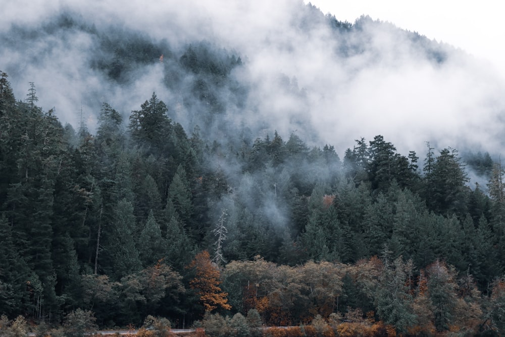 a mountain covered in fog with trees in the foreground