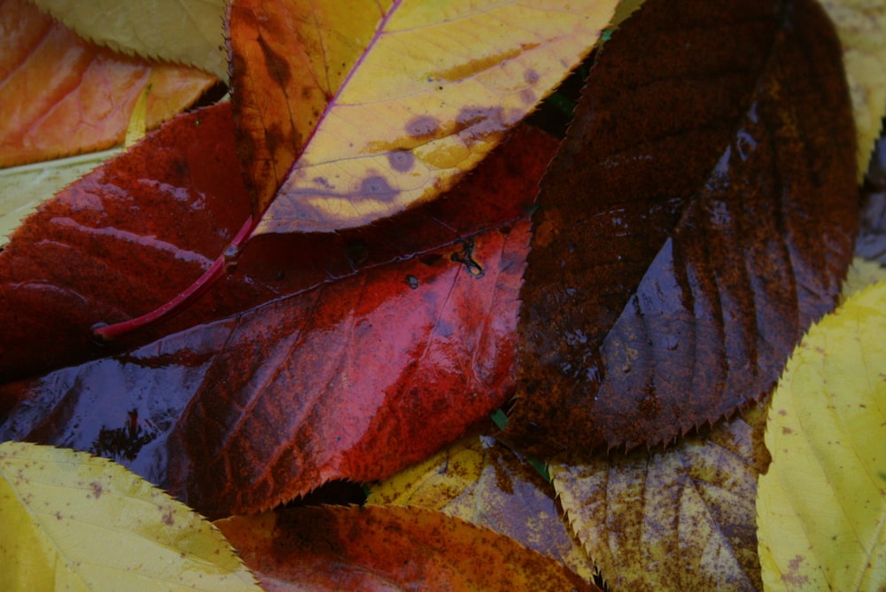 a bunch of leaves that are laying on the ground