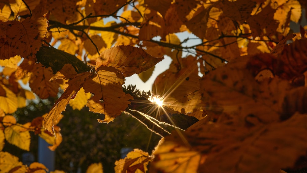 the sun shines through the leaves of a tree