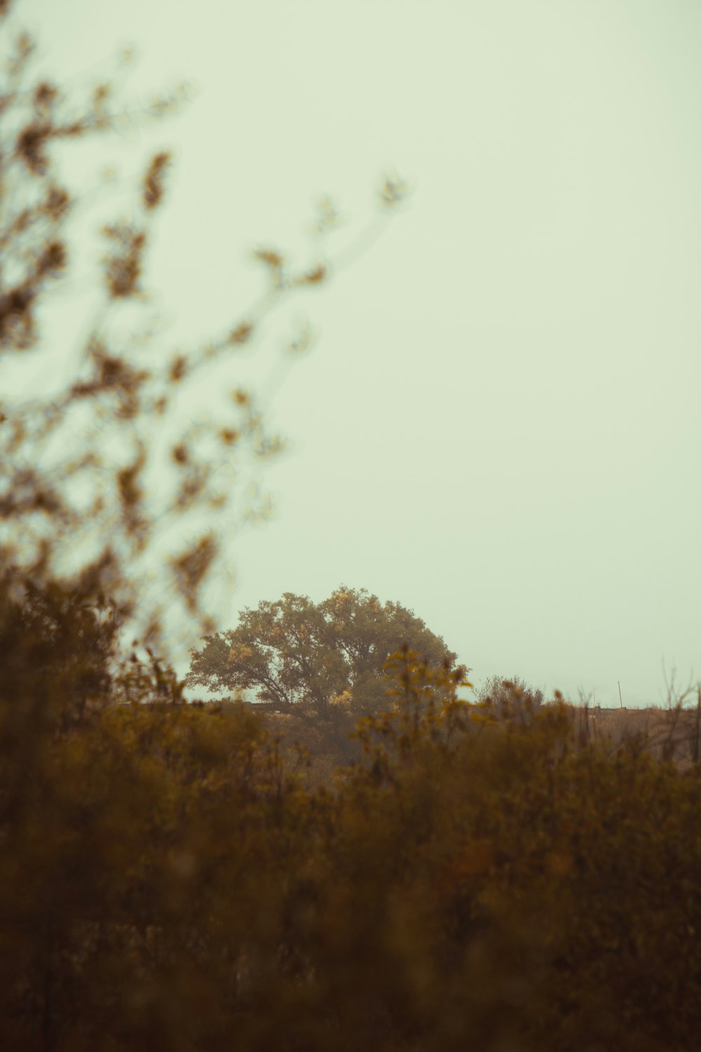 a giraffe standing in the middle of a field