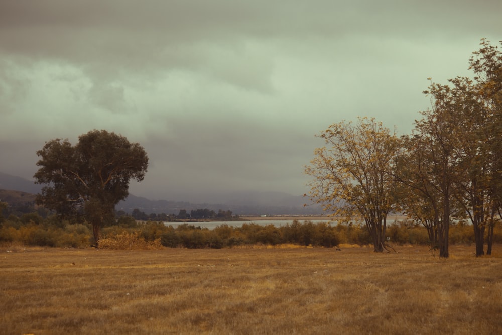 a field with trees and a body of water in the distance