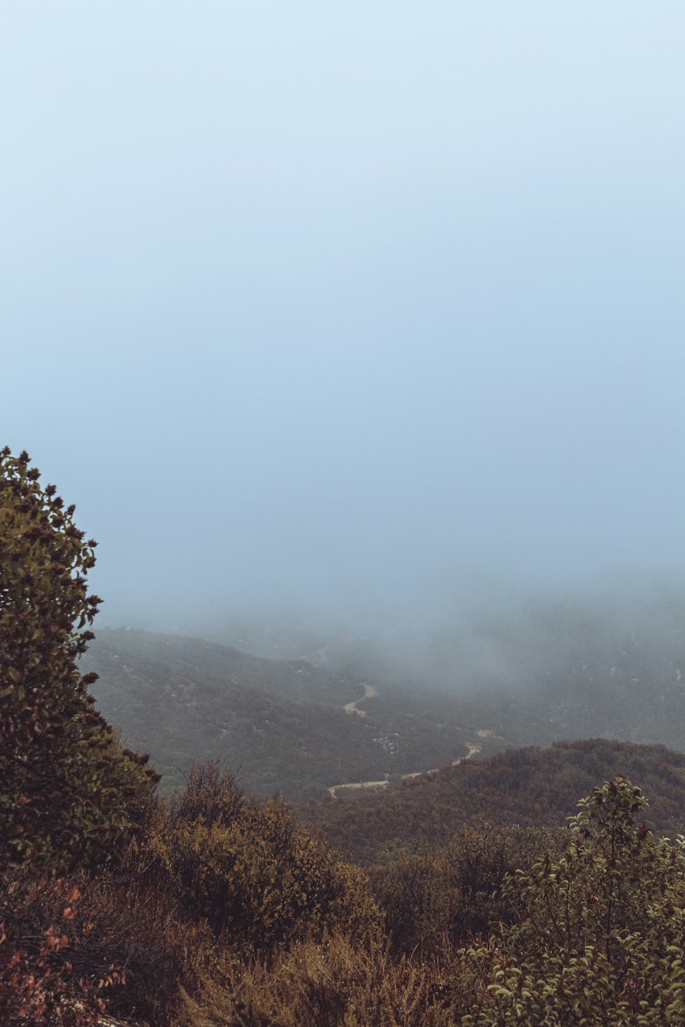 a foggy mountain landscape with trees and bushes