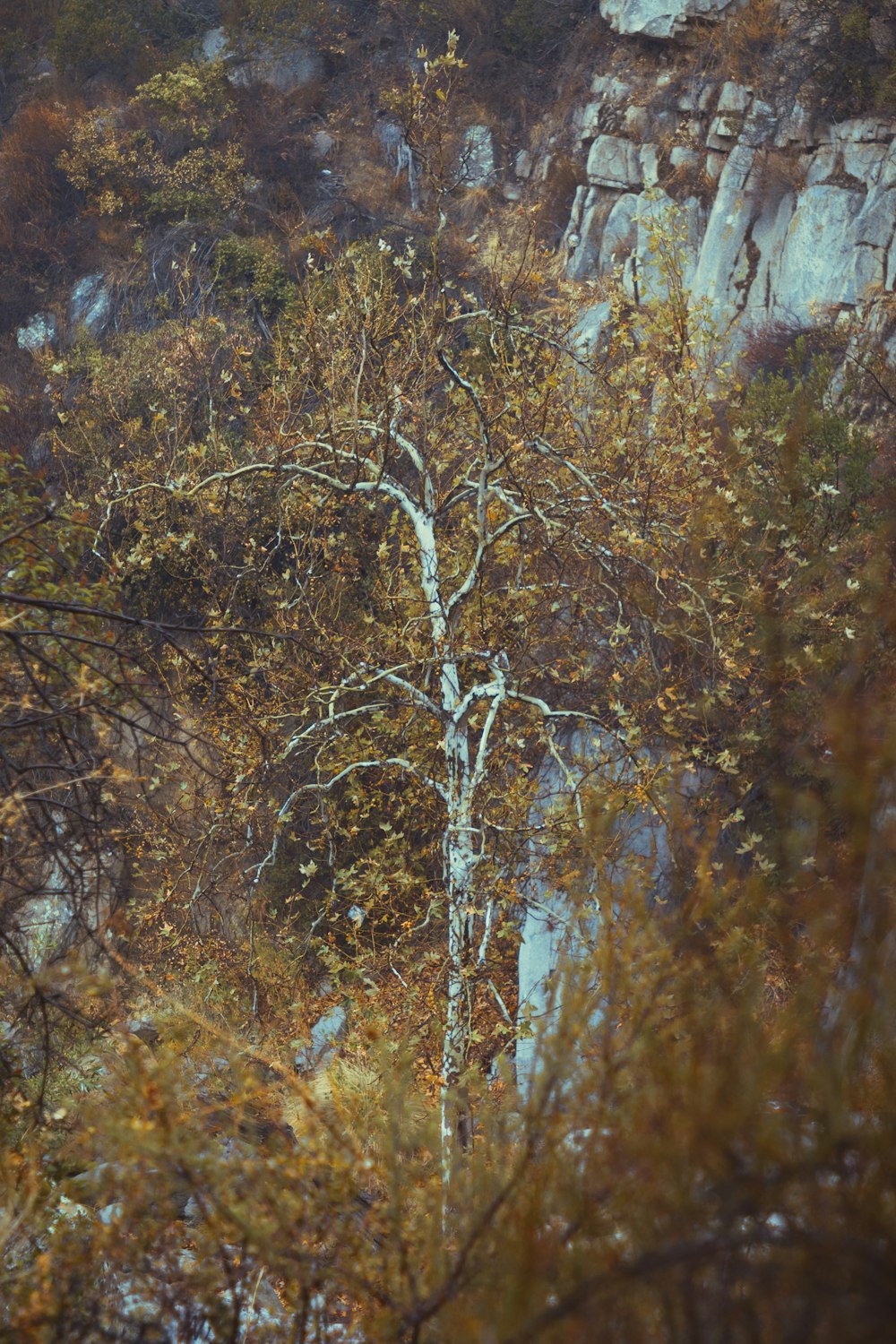 a lone tree in the middle of a forest