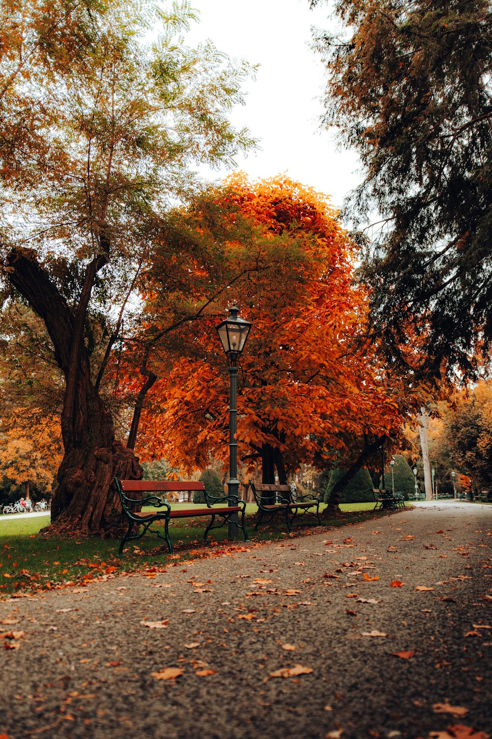 Ein Park mit Bänken und Bäumen mit orangefarbenen Blättern
