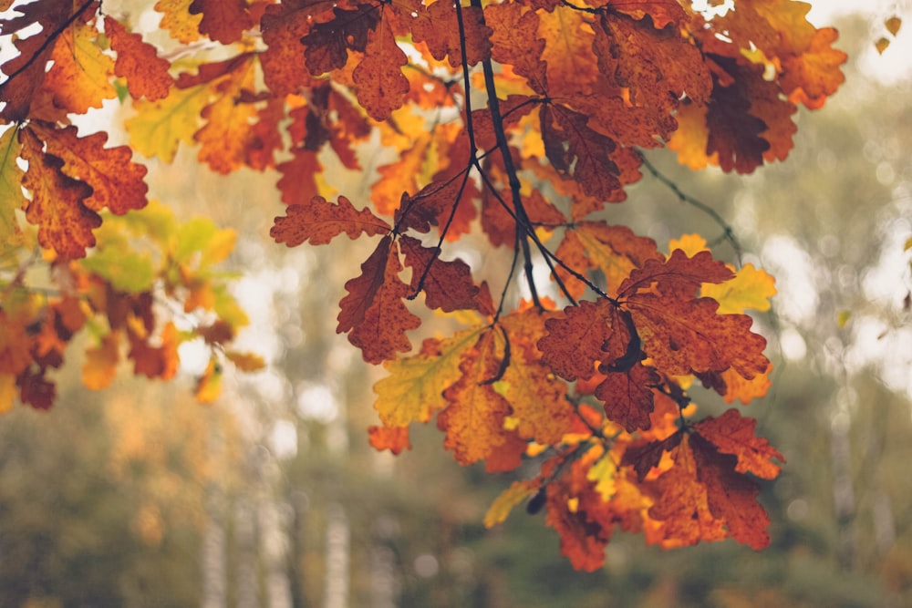 a bunch of leaves that are hanging from a tree