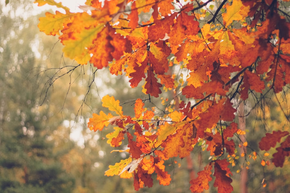 a tree with yellow and red leaves on it