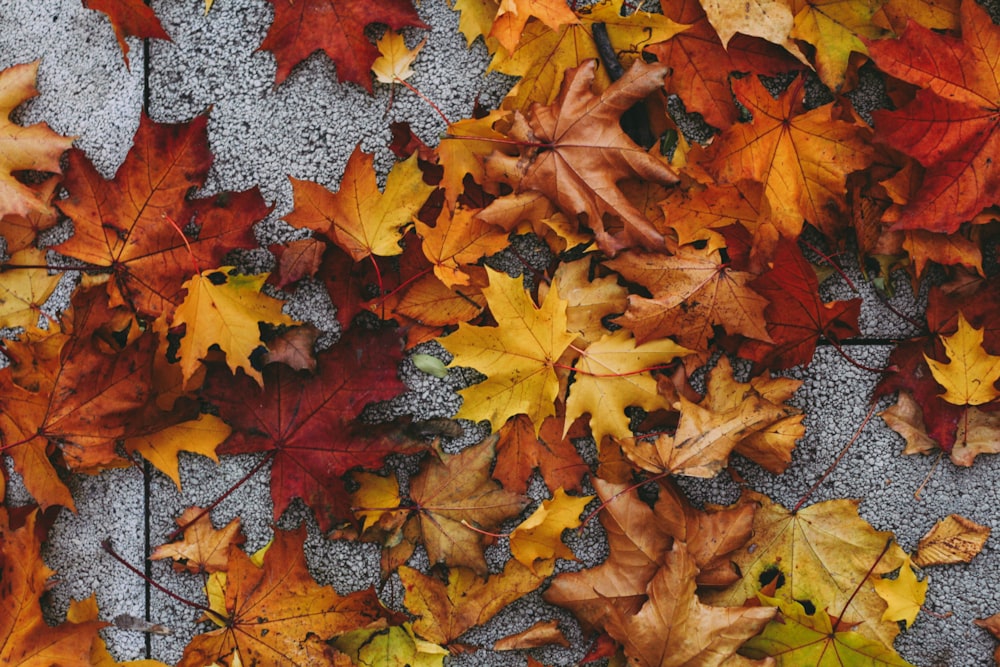 a bunch of leaves that are laying on the ground