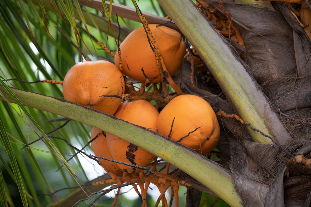 a bunch of oranges are growing on a tree