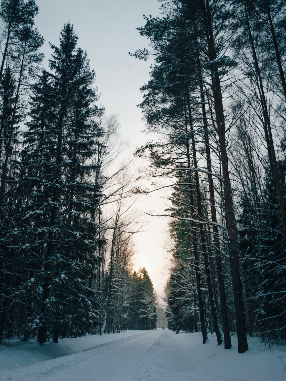 a snow covered road surrounded by tall trees