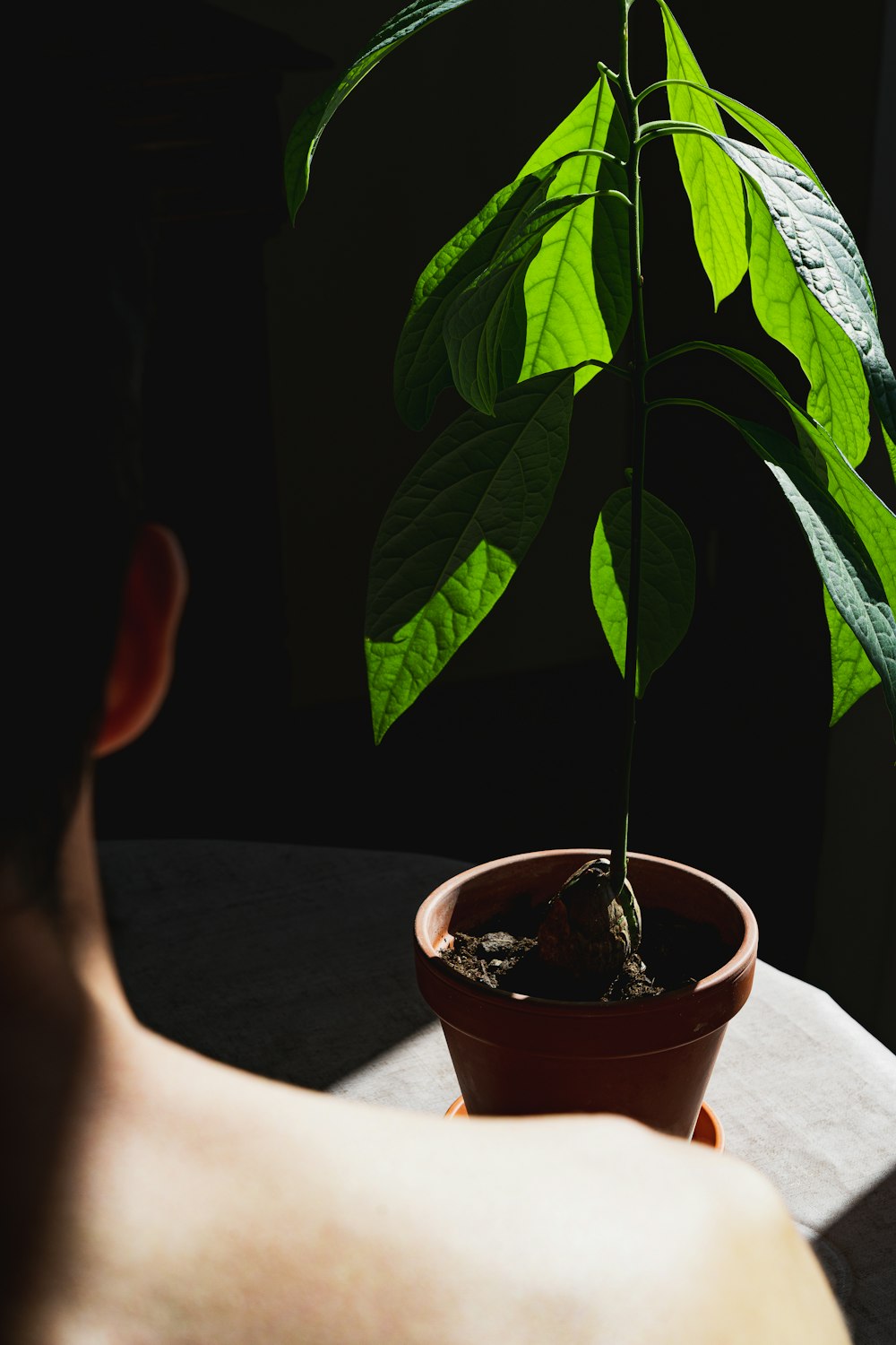 Una pequeña planta en maceta sentada encima de una mesa