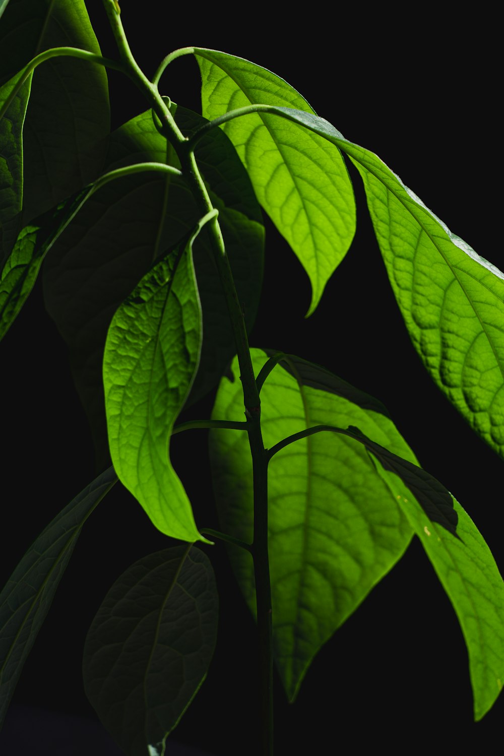 a close up of a green leaf on a plant