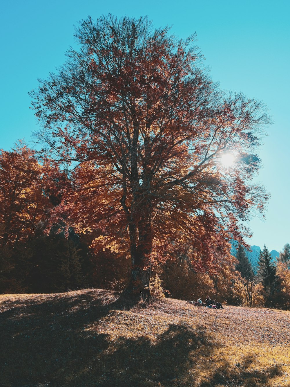 a large tree in the middle of a field
