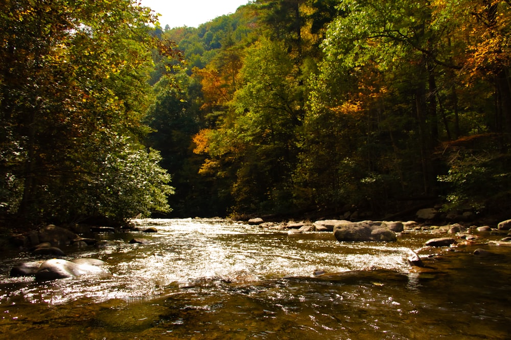 a river running through a lush green forest