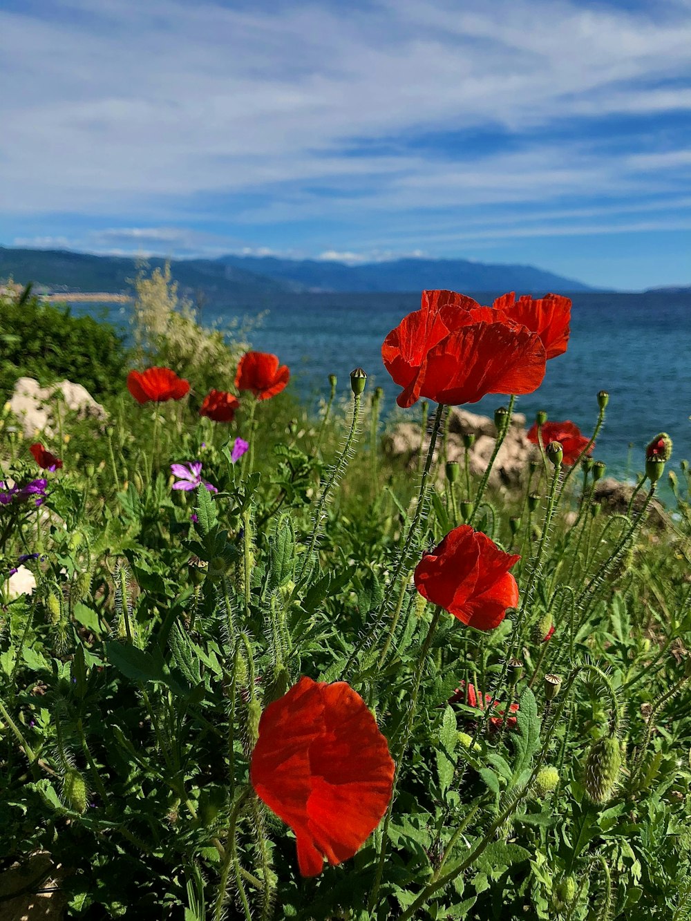 a bunch of red flowers that are by the water