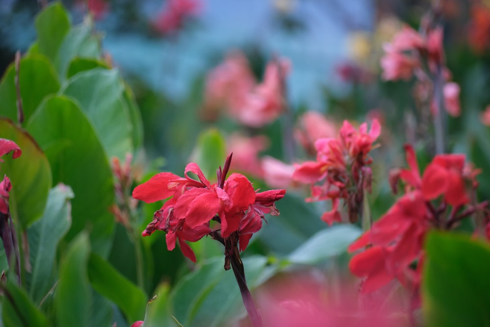 a bunch of red flowers that are in the grass