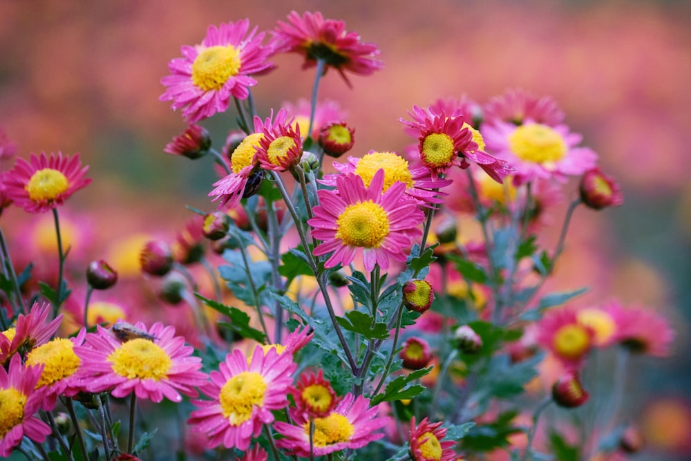 a bunch of pink and yellow flowers in a field