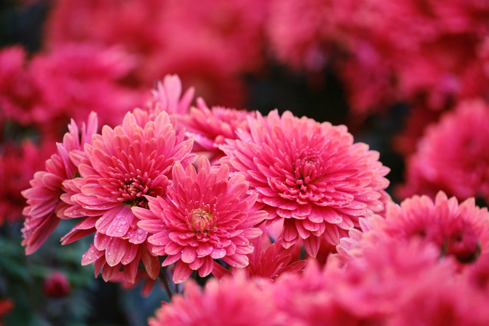 a bunch of pink flowers in a garden