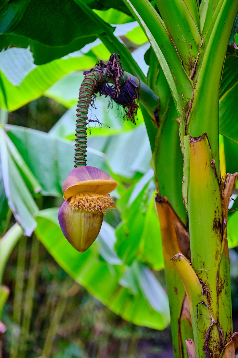 a banana tree with a bunch of unripe bananas hanging from it's