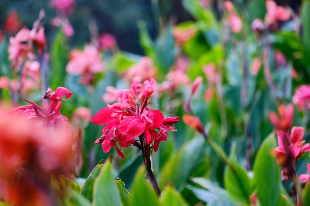 a bunch of flowers that are in the grass