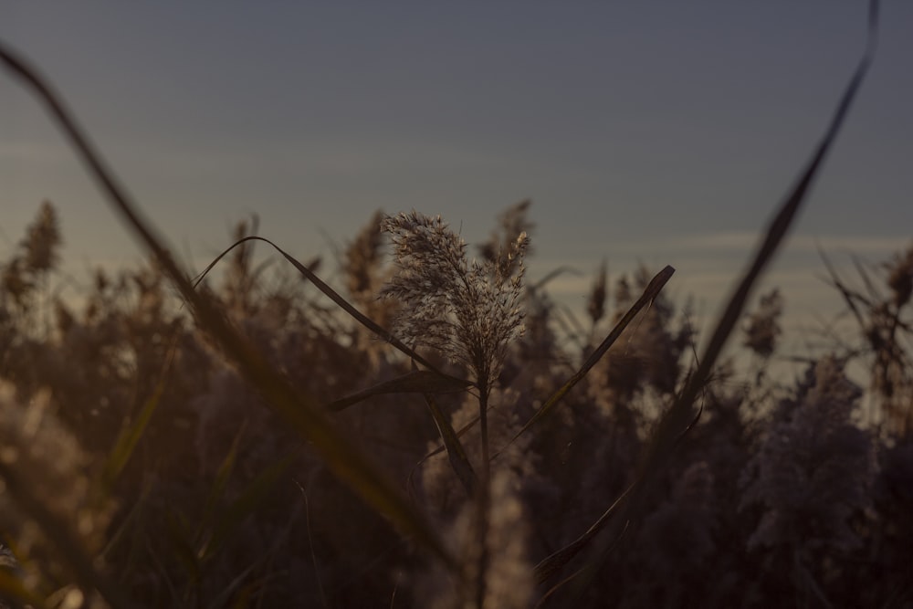 a field of tall grass with a sky in the background