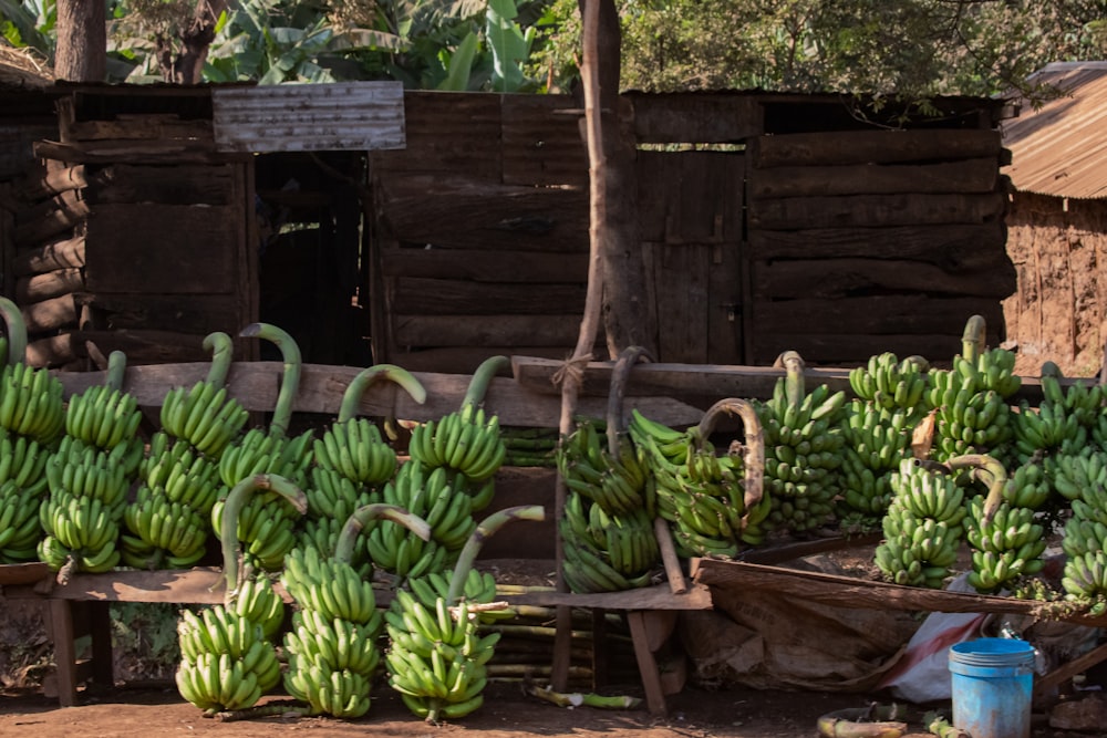 a bunch of green bananas sitting next to each other