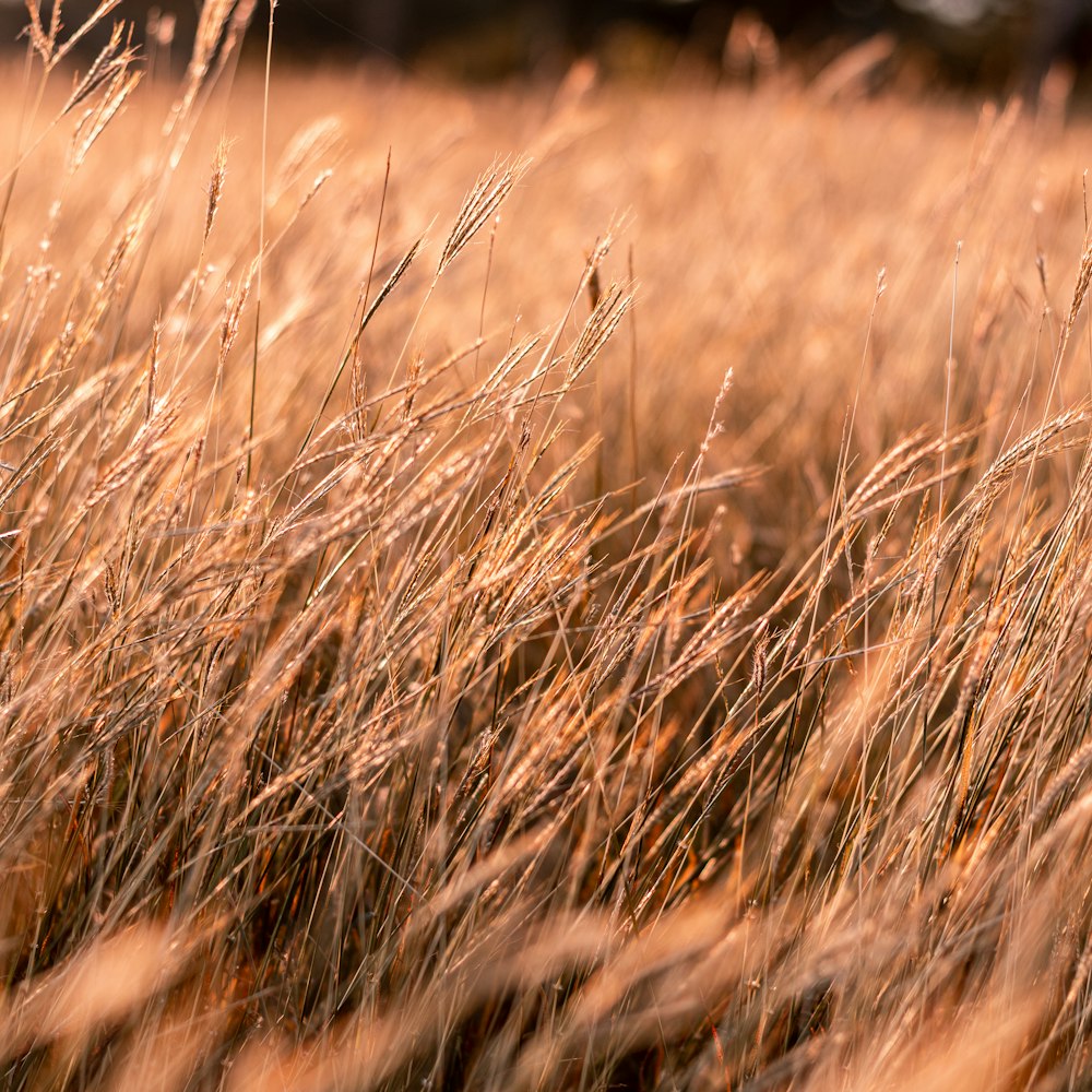 a close up of a field of tall grass