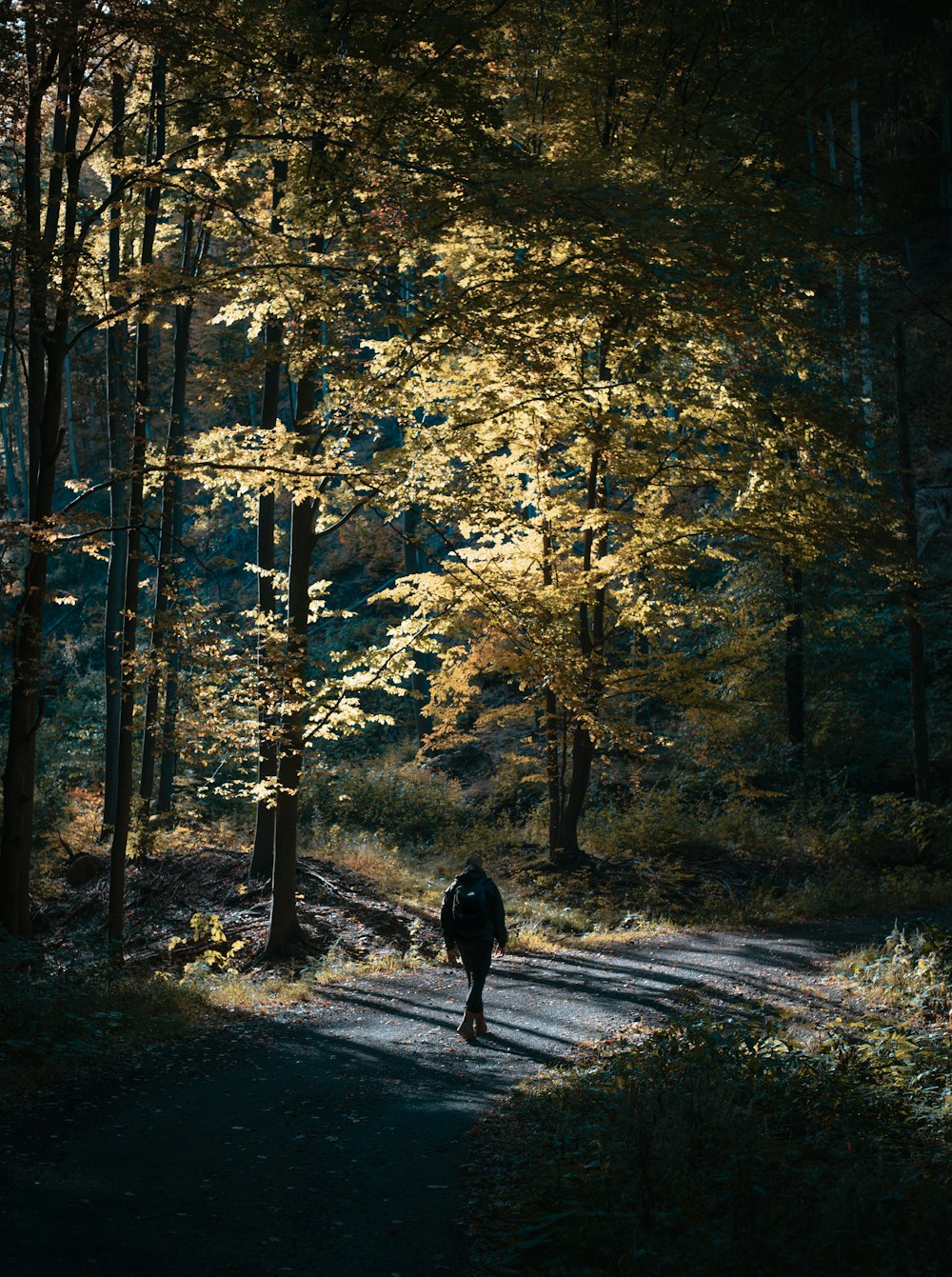 a person walking down a path in the woods