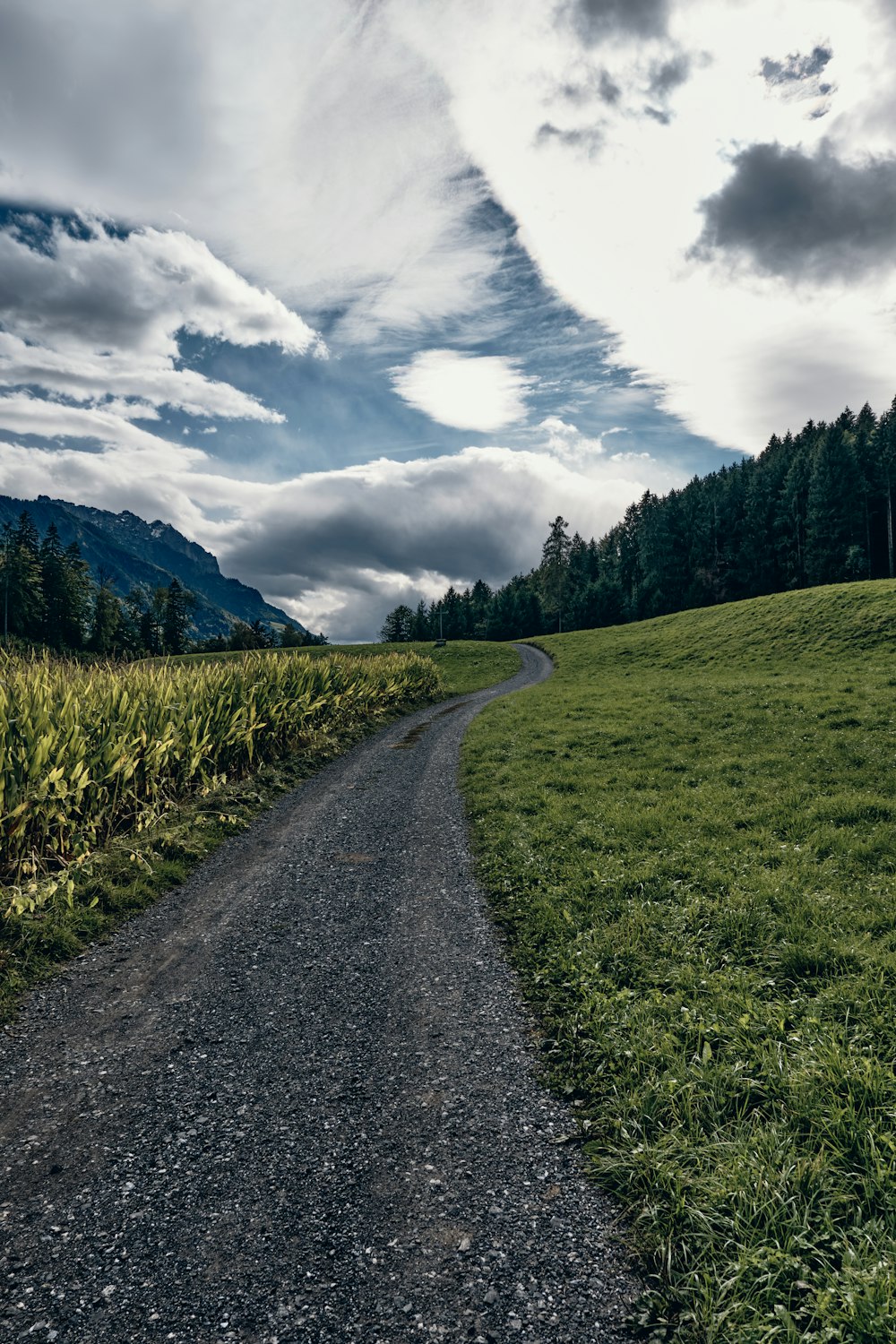 a dirt road going through a lush green field