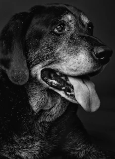 a black and white photo of a senior dog with graying muzzle and his tongue out