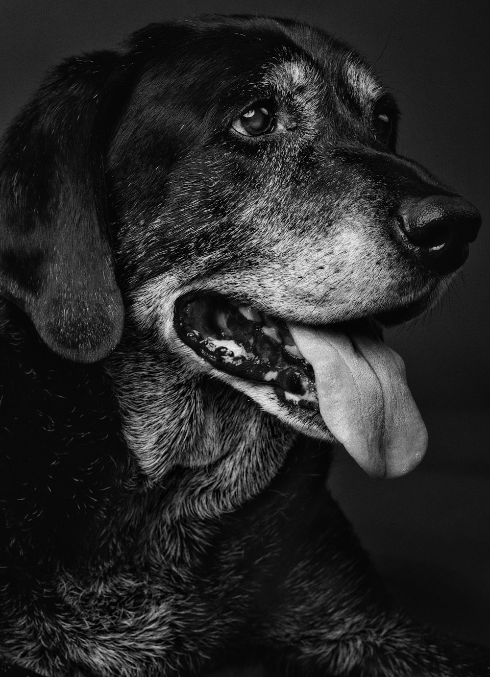 a black and white photo of a dog with his tongue out