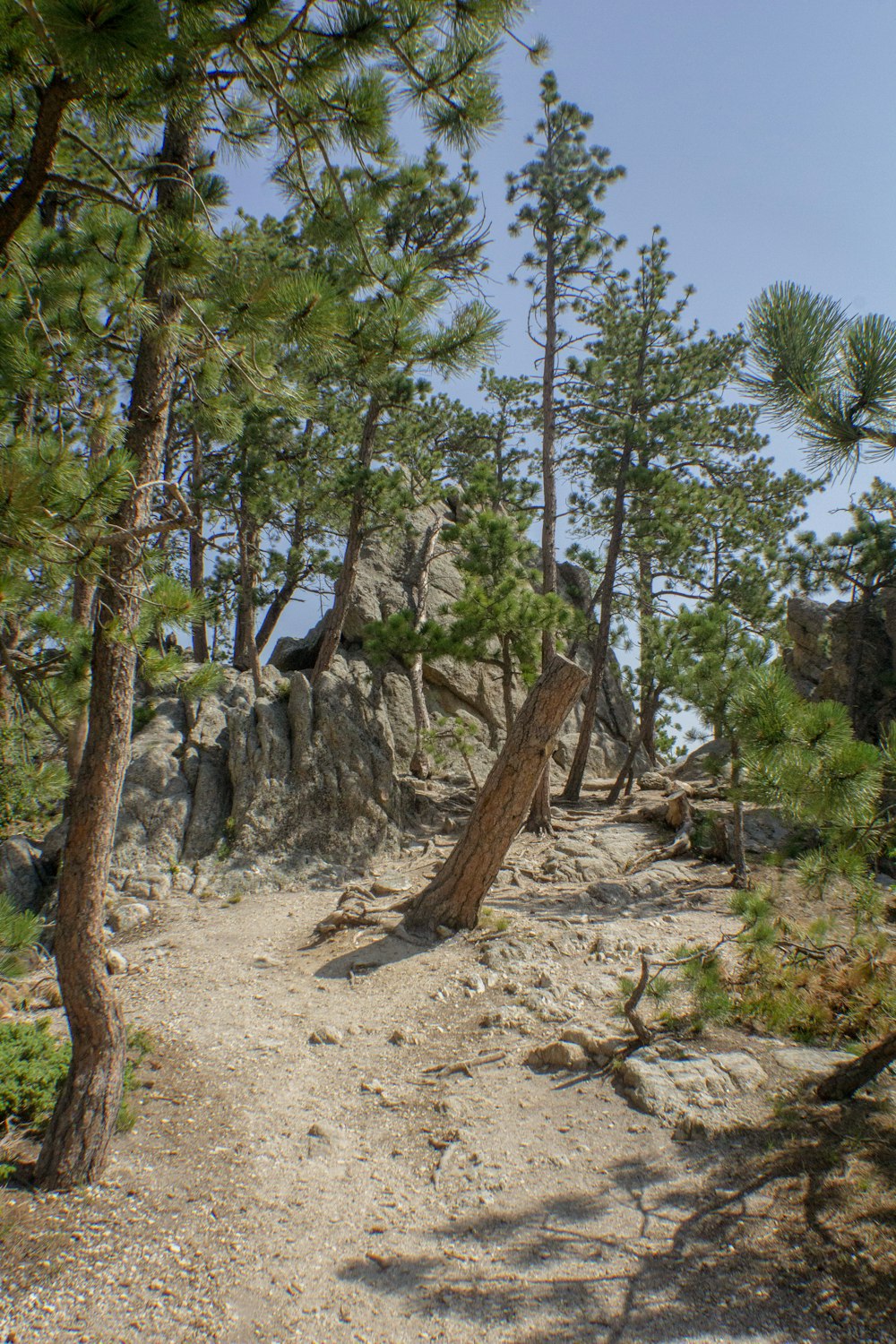 a dirt path surrounded by trees and rocks