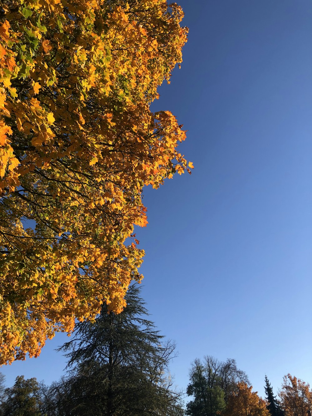 a park bench sitting under a tree filled with leaves