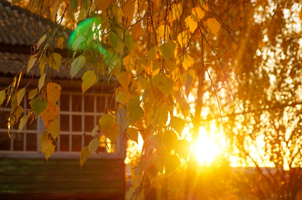 the sun shining through the leaves of a tree