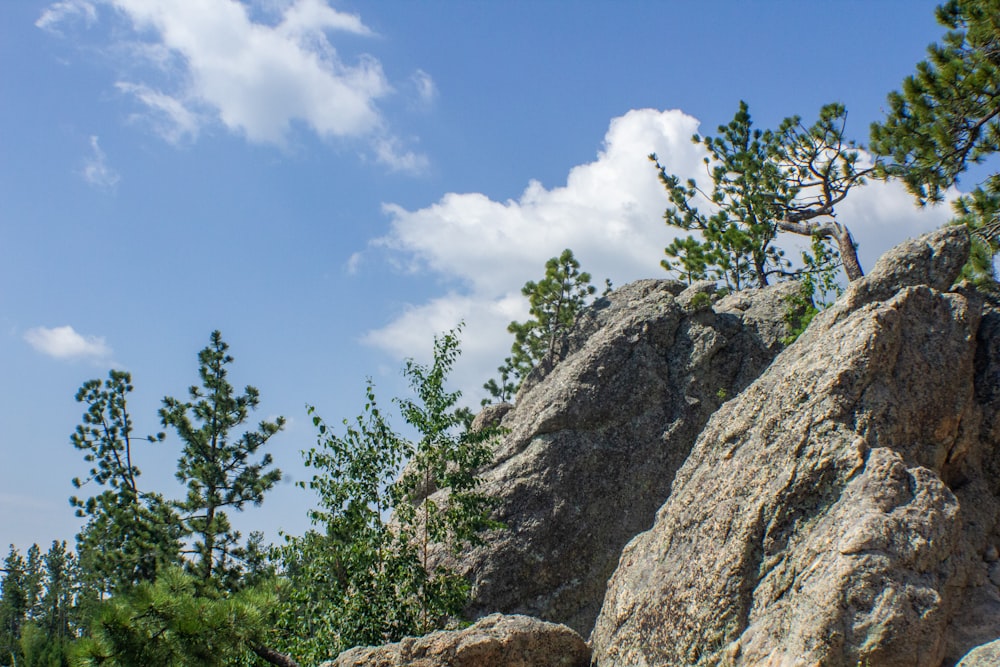 a tree growing on top of a large rock