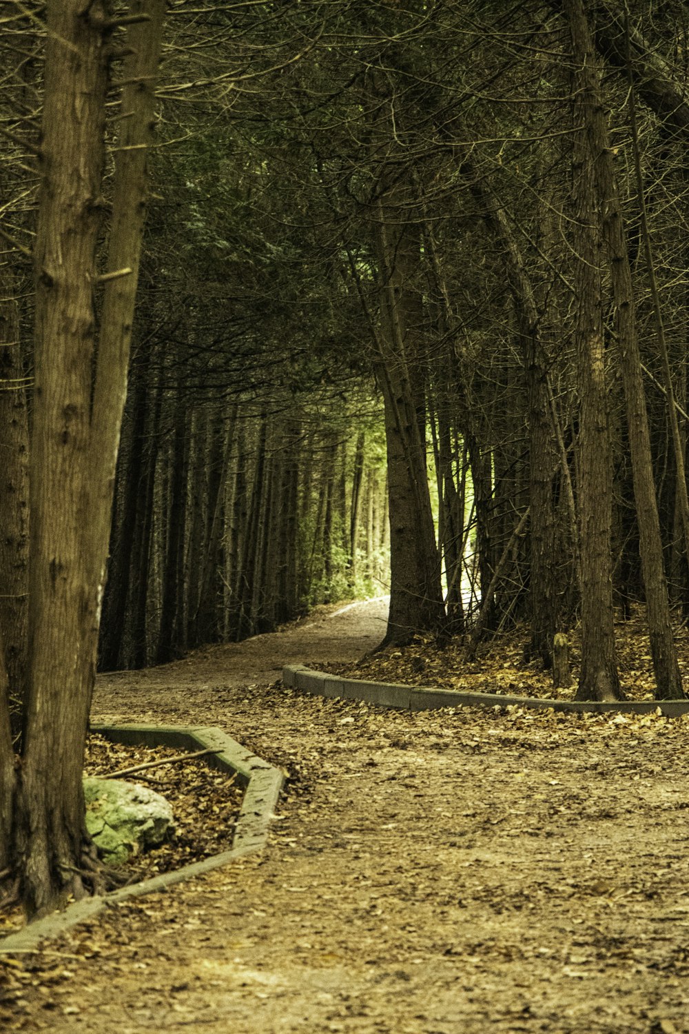 a dirt road surrounded by trees and leaves