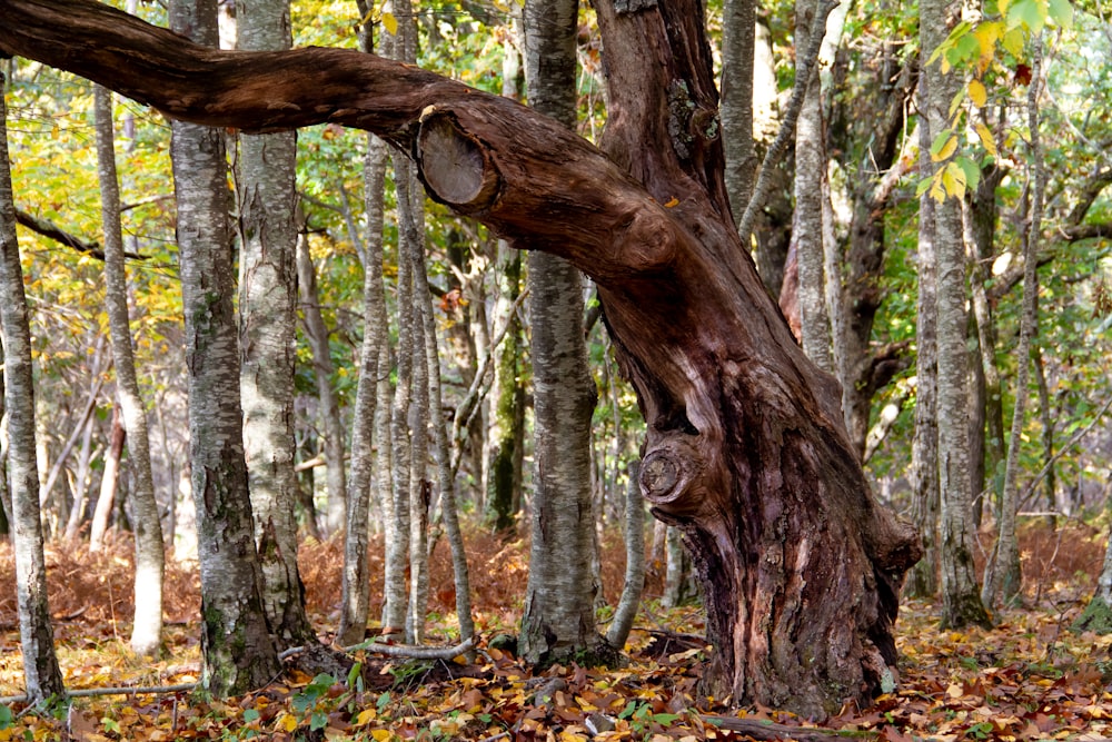 a tree that is in the middle of a forest