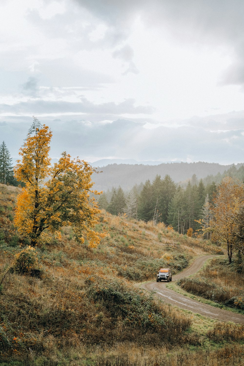 a car driving down a dirt road in the middle of a forest