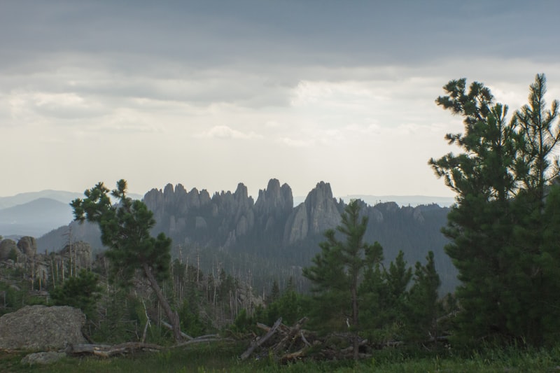 a forest filled with lots of trees and tall mountains