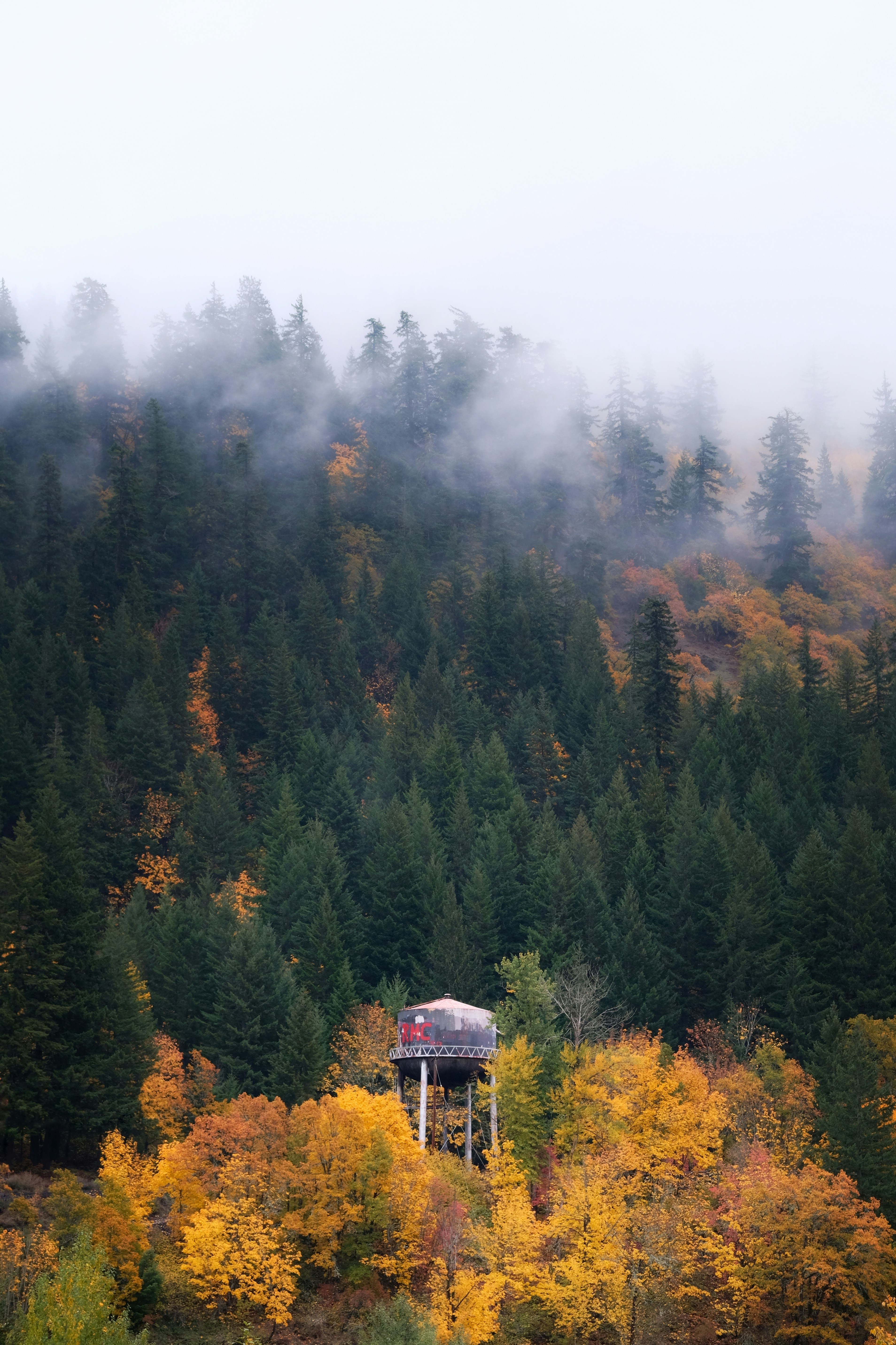 Una casa en el árbol en medio de un bosque