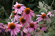 Echinacea flowers in a field