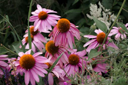 Echinacea flowers in a field