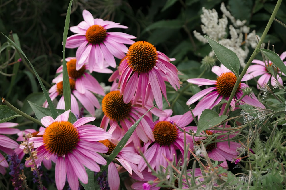 a bunch of flowers that are in the grass