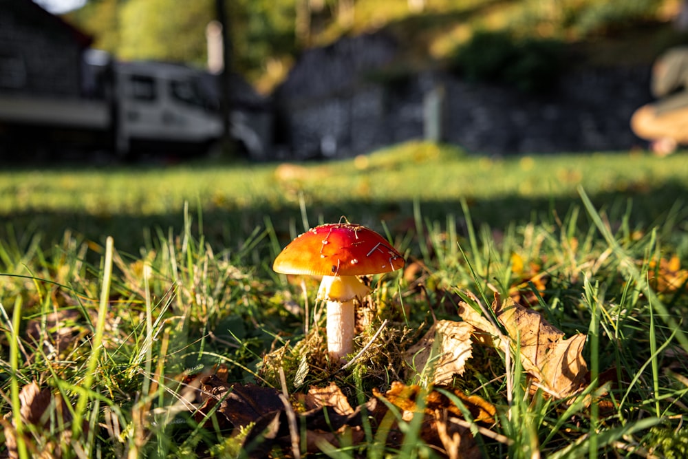 a red mushroom sitting on top of a lush green field