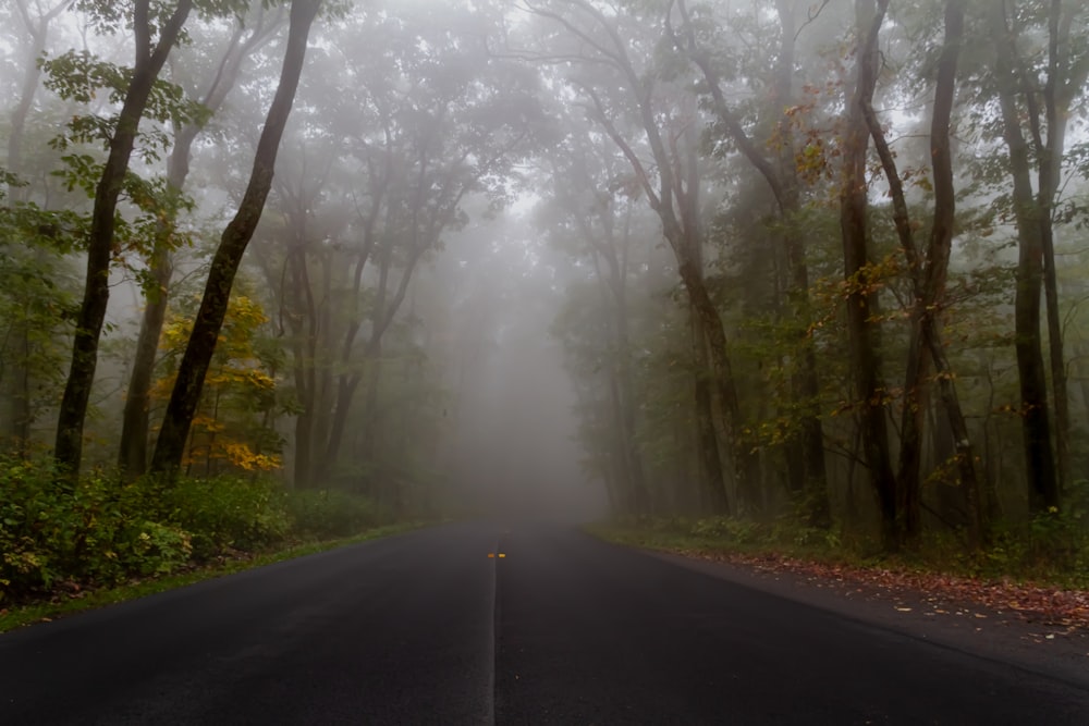 a foggy road in the middle of a forest