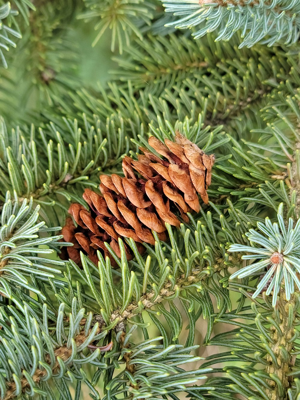 a close up of a pine cone on a tree