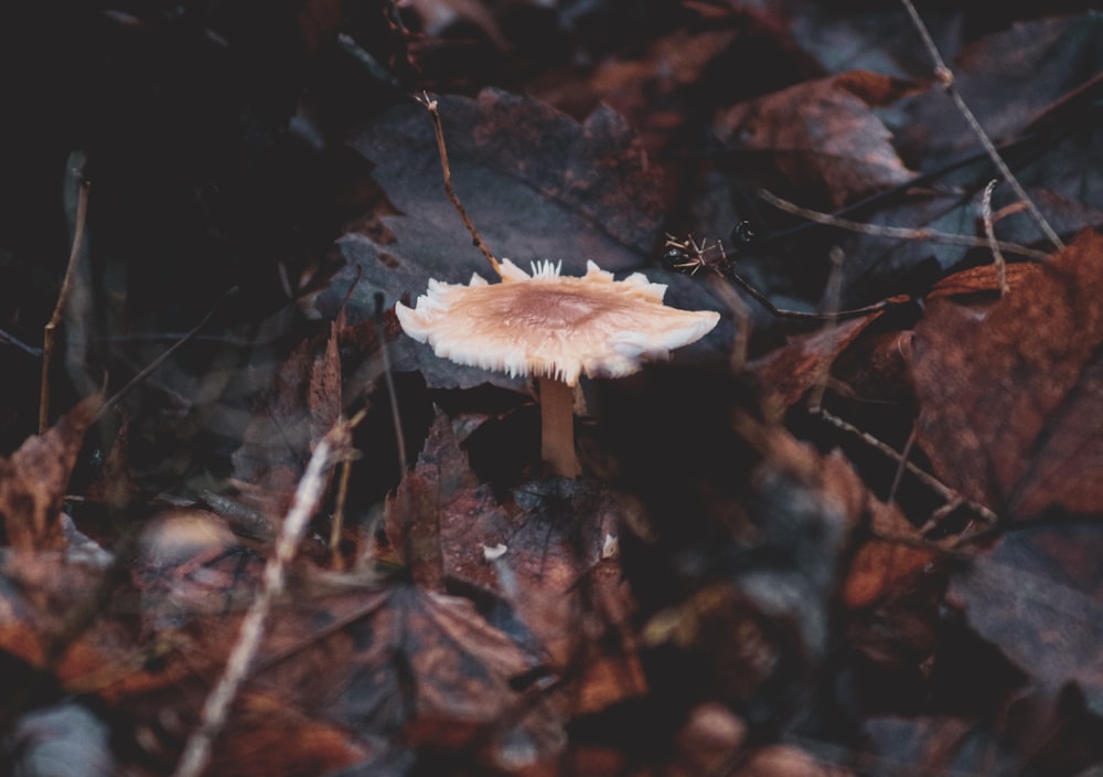 a small mushroom sitting on top of a leaf covered ground