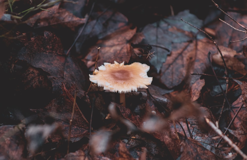 a small white mushroom sitting on top of a leaf covered ground